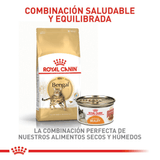 FBN BENGAL - COMBINACION EQUILIBRADA.png